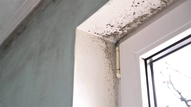 Professional Mold Removal in Midway South, TX