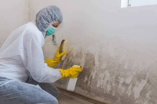 Best Toxic Mold Removal  in Midway South, TX