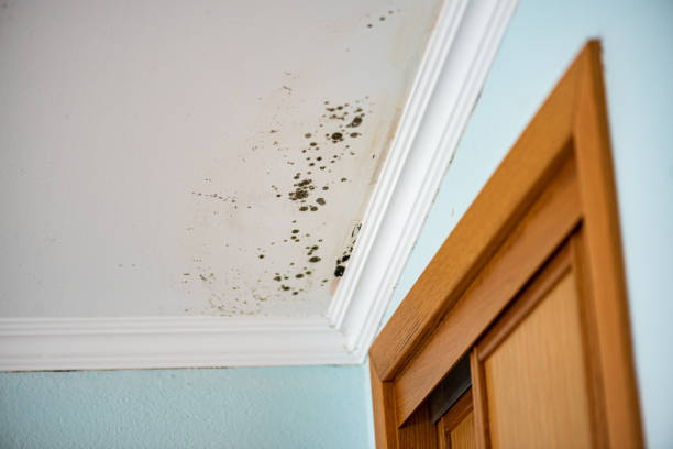 Certified Mold Removal in Midway South, TX