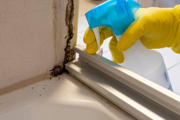 Best Mold Damage Repair  in Midway South, TX