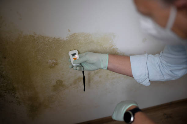 Best Attic Mold Removal  in Midway South, TX