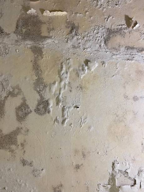 Best Mold Remediation  in Midway South, TX