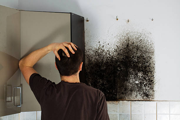 Trusted Midway South, TX Mold Removal Experts